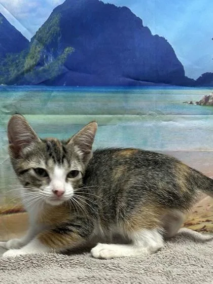 A young small-sized female Domestic Short Hair cat named Champagnie for adoption in San Antonio, TX