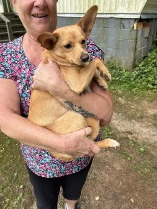 A young medium-sized male Chihuahua dog named Blake Ali for adoption in Cumming, GA