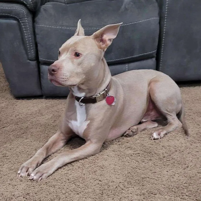 A senior large-sized male Pit Bull Terrier dog named Gavin for adoption in Wichita, KS
