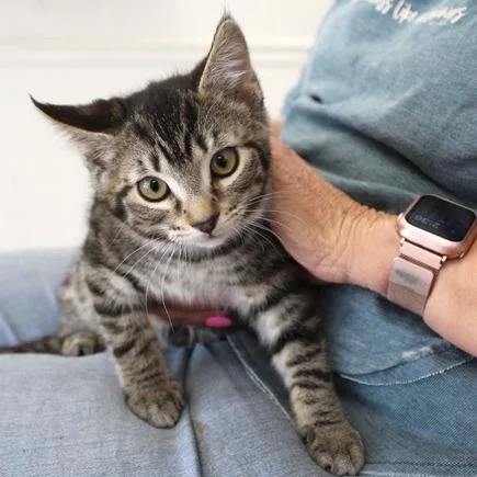 A baby small-sized female Black Domestic Short Hair cat named Clover for adoption in Birmingham, AL