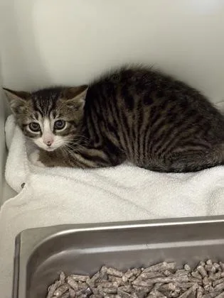 A baby small-sized male Domestic Short Hair cat named Lexus for adoption in Fairfax, VA
