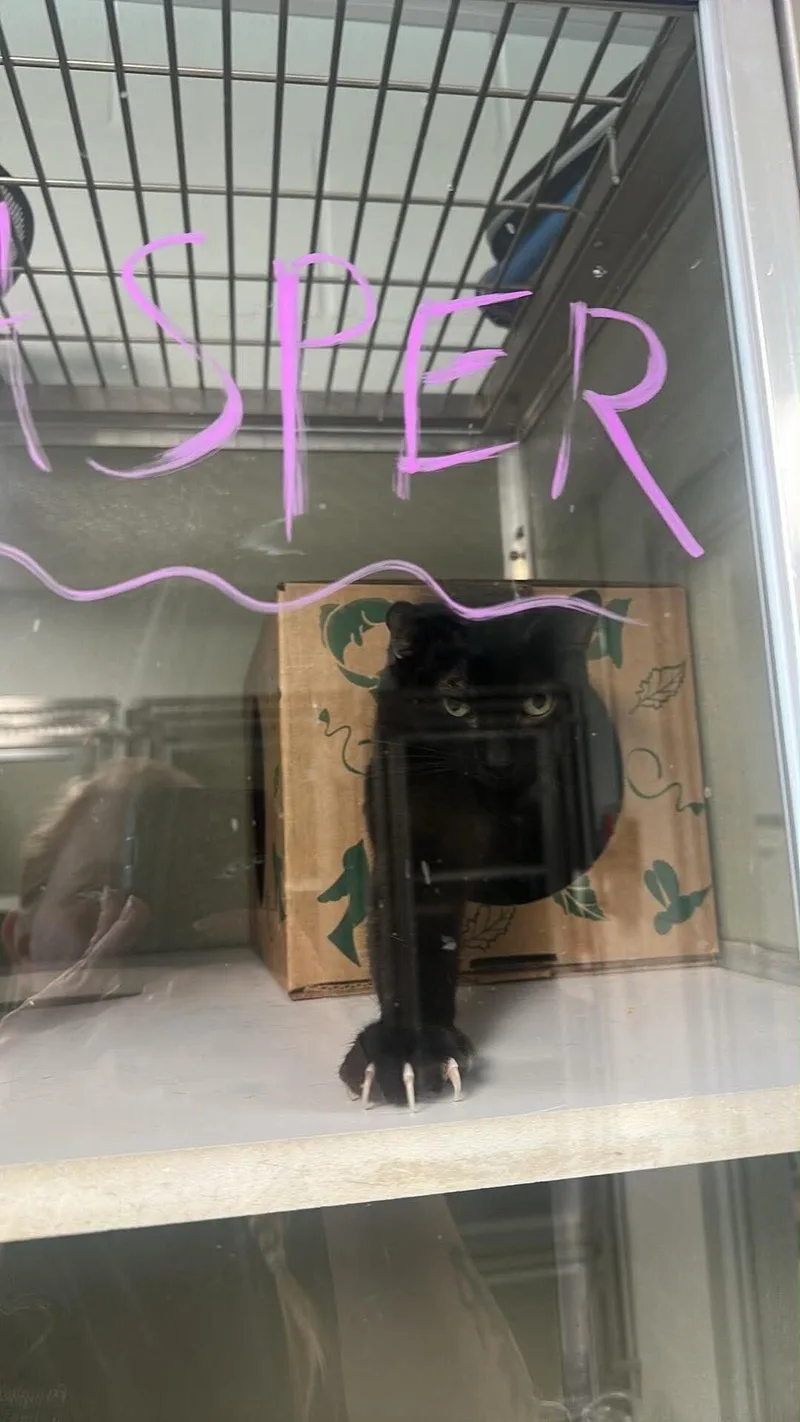 An adult small-sized female Black Domestic Short Hair cat named Esmeralda for adoption in Cincinnati, OH