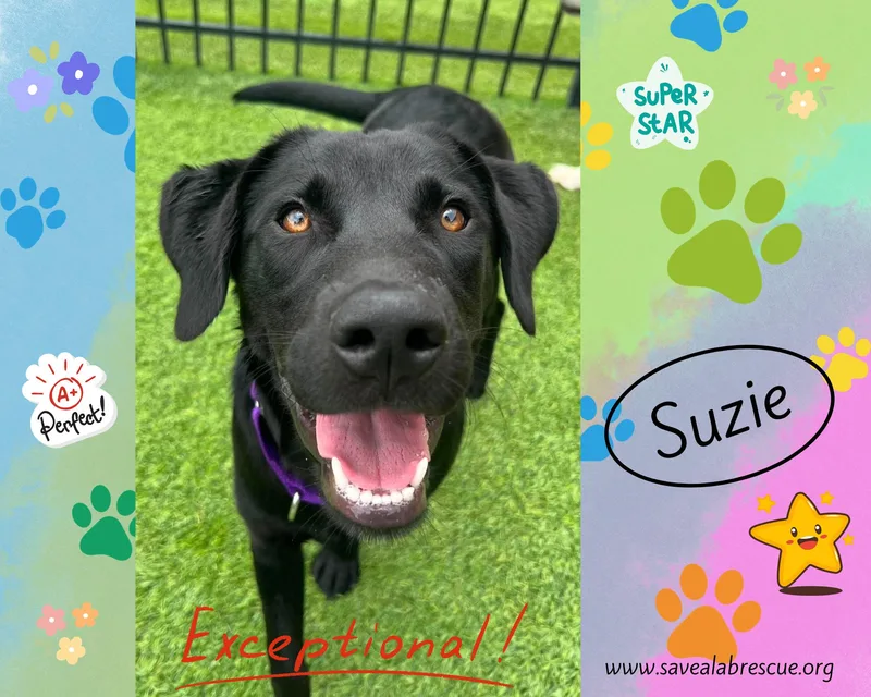 A young large-sized female Black Labrador Retriever dog named Suzie for adoption in Middletown, RI