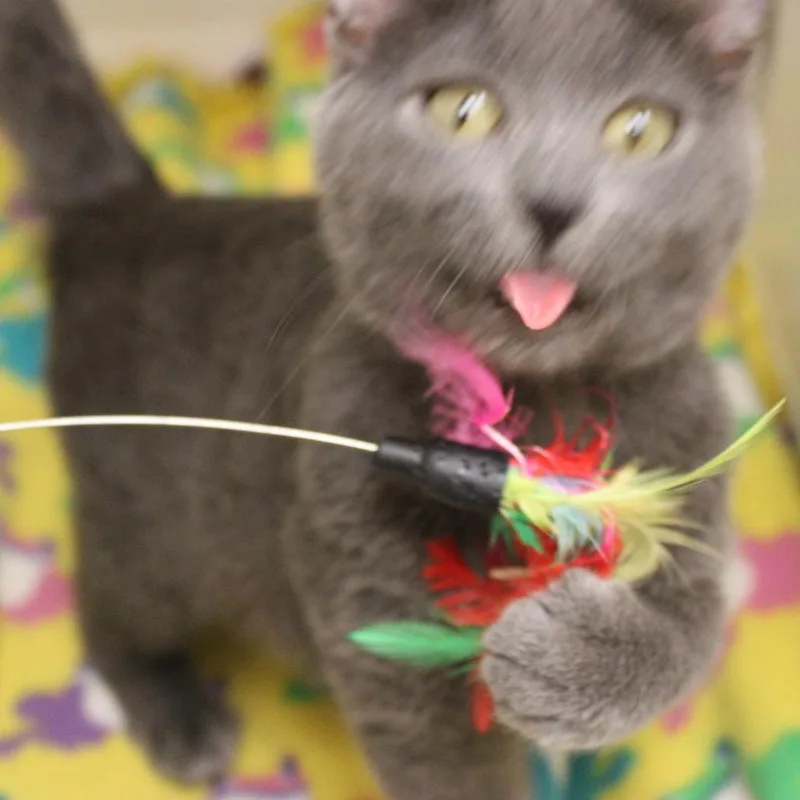 A baby small-sized female Gray / Blue / Silver Domestic Short Hair cat named Chip for adoption in Champaign, IL