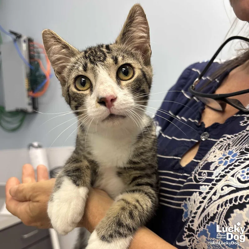 A young medium-sized male Domestic Short Hair cat named Zeb for adoption in Washington, DC