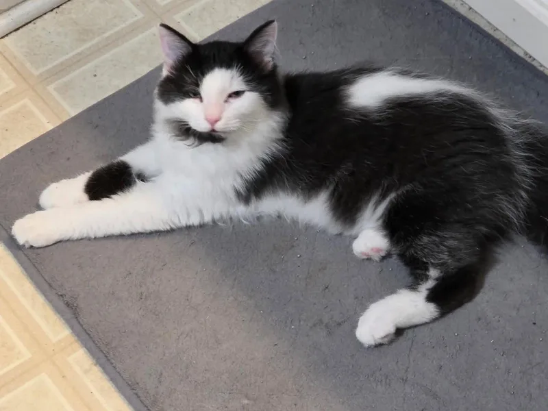 A baby small-sized male Black & White / Tuxedo Domestic Medium Hair cat named Kung Pow C Harrell for adoption in Saunderstown, RI