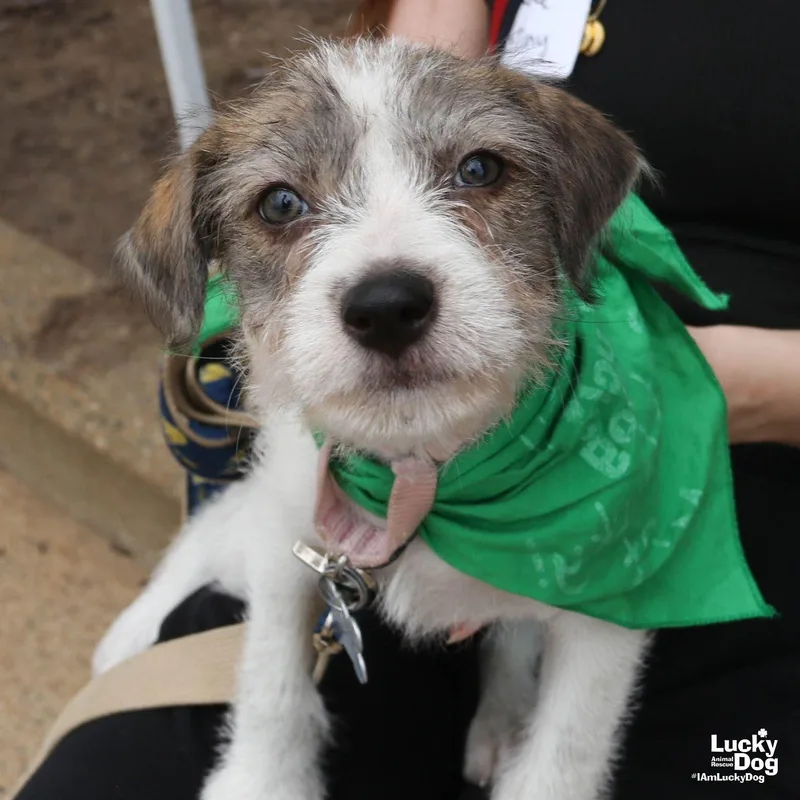 A baby medium-sized female Terrier dog named Tiny for adoption in Washington, DC