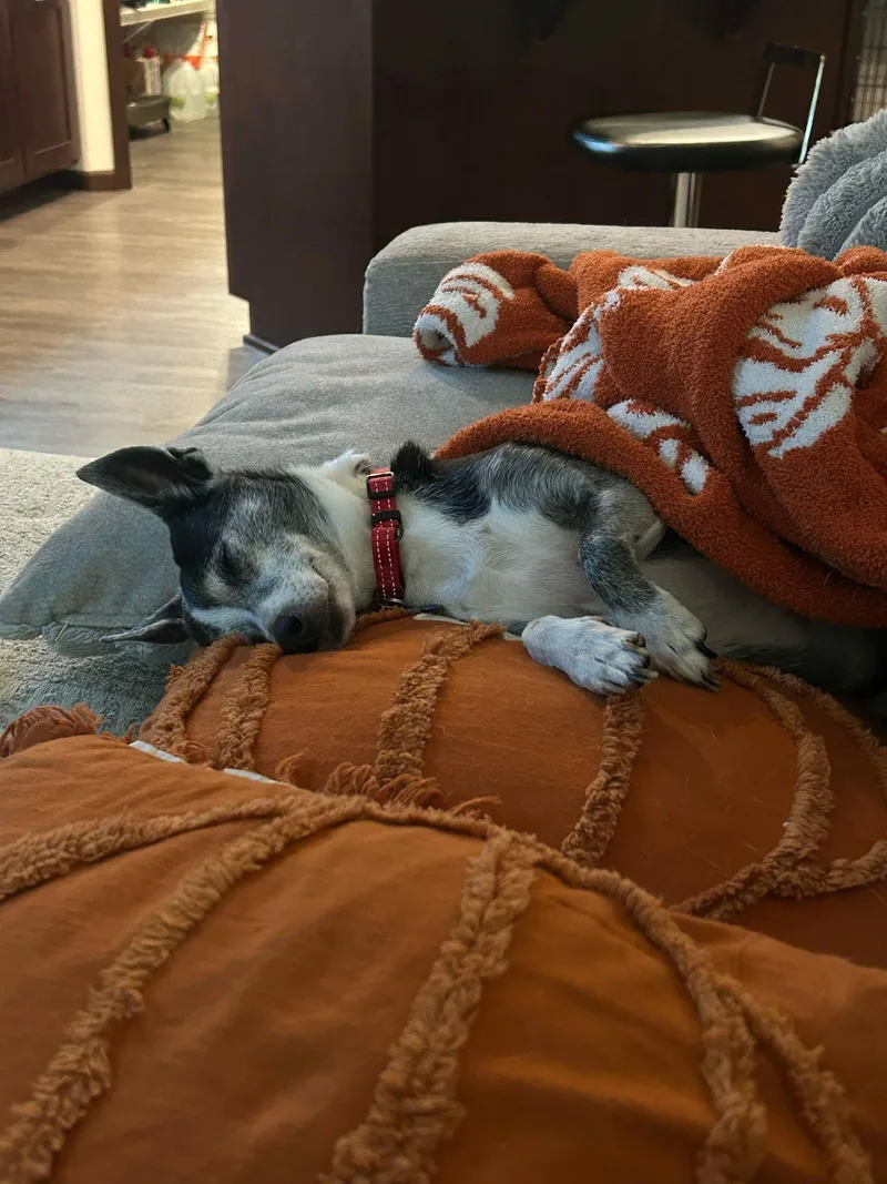 A senior small-sized female Chihuahua dog named Lulu for adoption in De Pere, WI