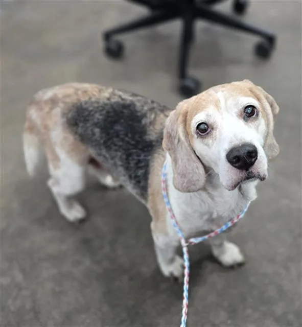 An adult small-sized male Beagle dog named Robin for adoption in Dallas, TX