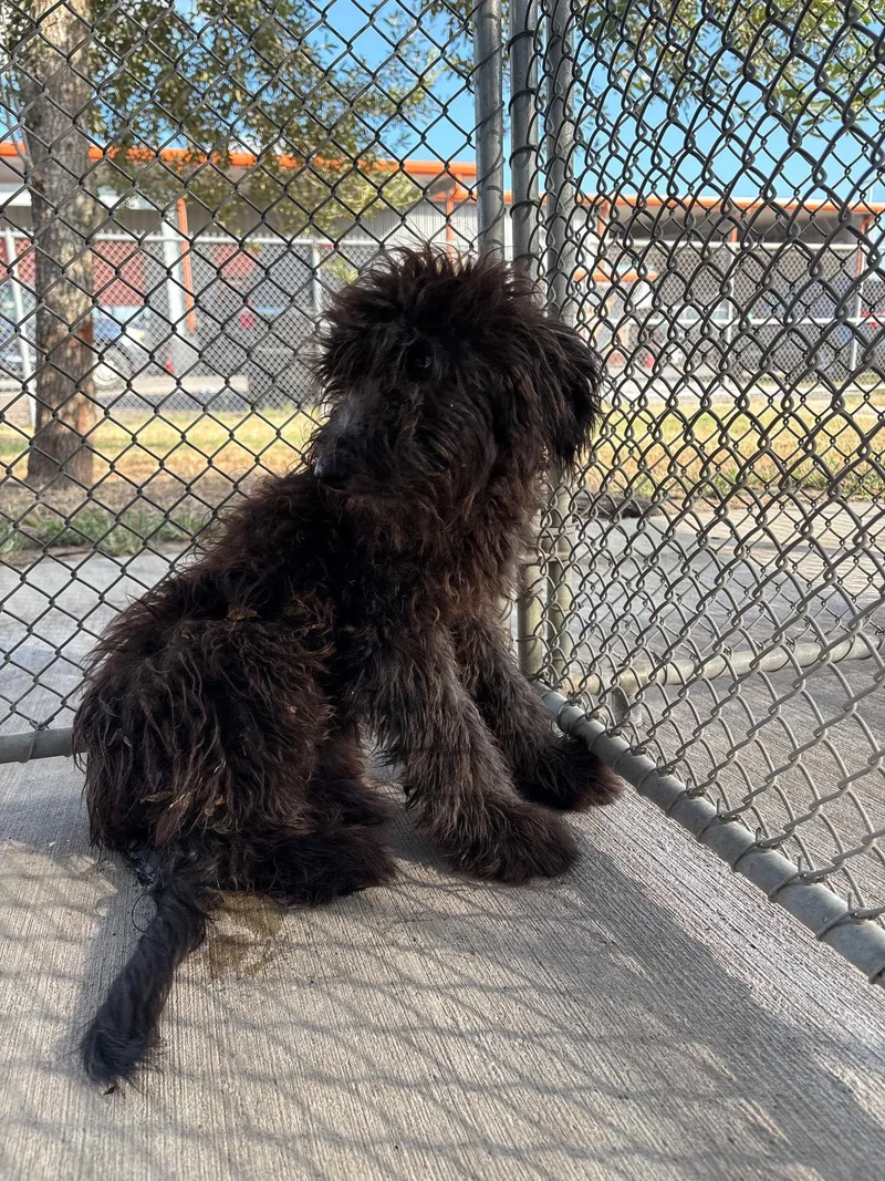 A baby small-sized female Black Labradoodle dog named Birdle for adoption in Garland, TX