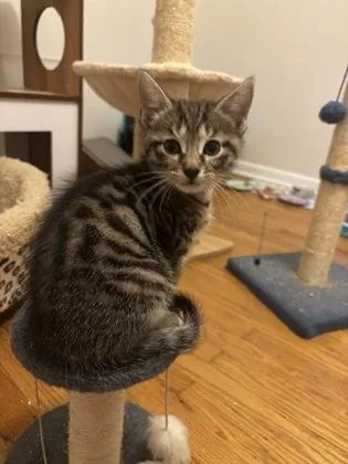 A baby small-sized male Domestic Short Hair cat named Grizzly Bear for adoption in Fishers, IN