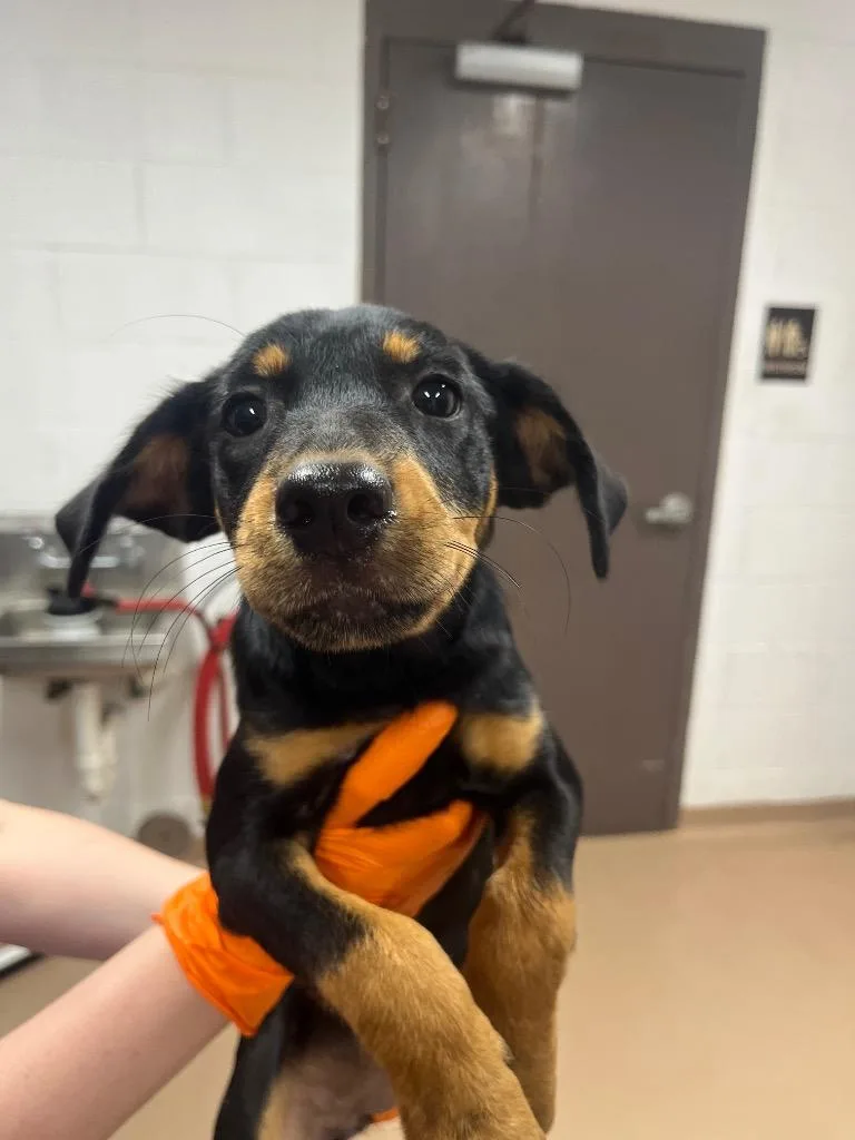 A baby medium-sized female Australian Cattle Dog / Blue Heeler dog named Cynder for adoption in Nacogdoches, TX