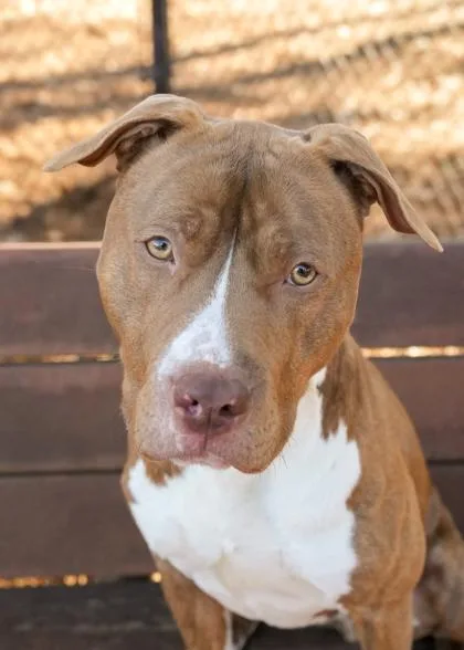 An adult large-sized male Pit Bull Terrier dog named Alfred for adoption in Aiken, SC