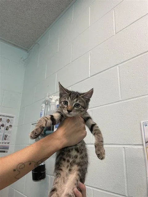 A baby small-sized female Domestic Short Hair cat named Paper for adoption in Tavares, FL