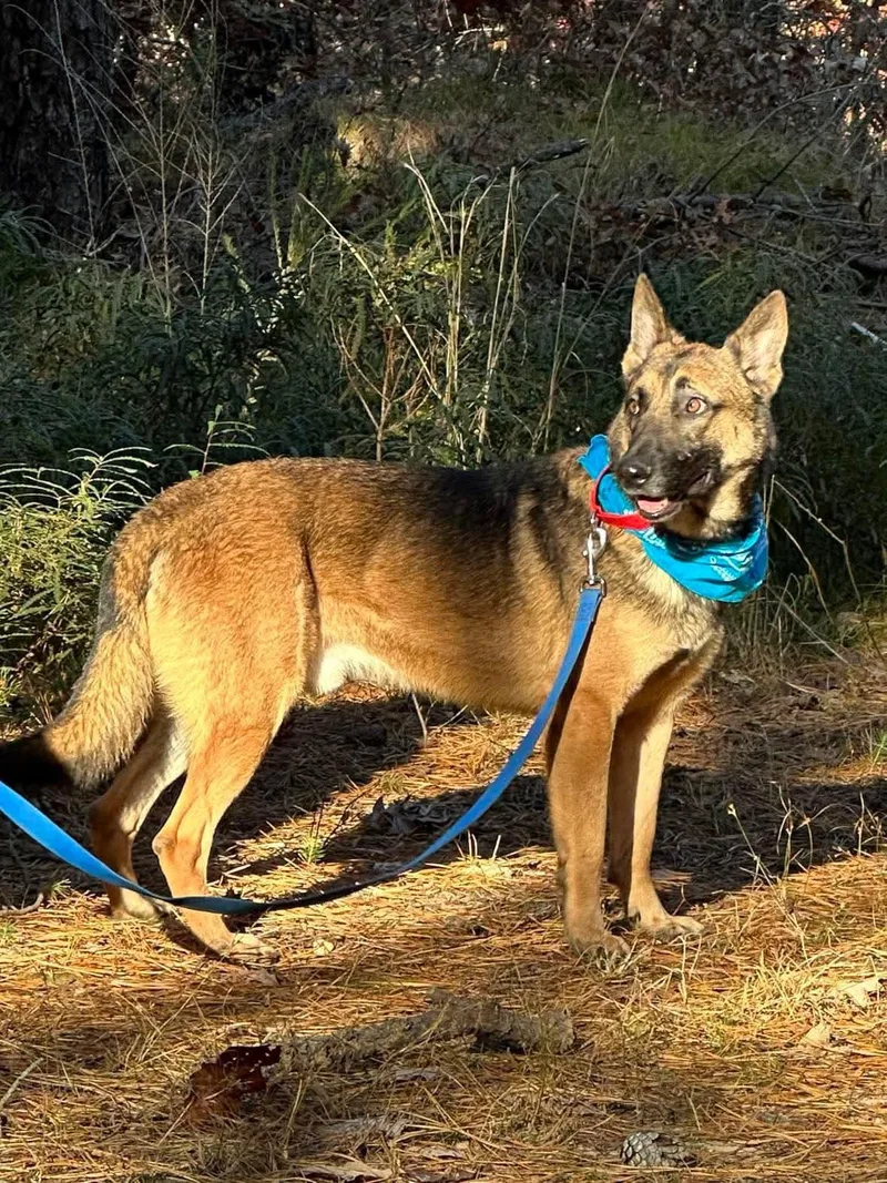 An adult large-sized male German Shepherd Dog dog named Actez for adoption in Old Westbury, NY