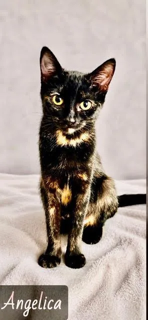 An adult medium-sized female Tortoiseshell Domestic Short Hair cat named Angelica for adoption in Englewood, FL