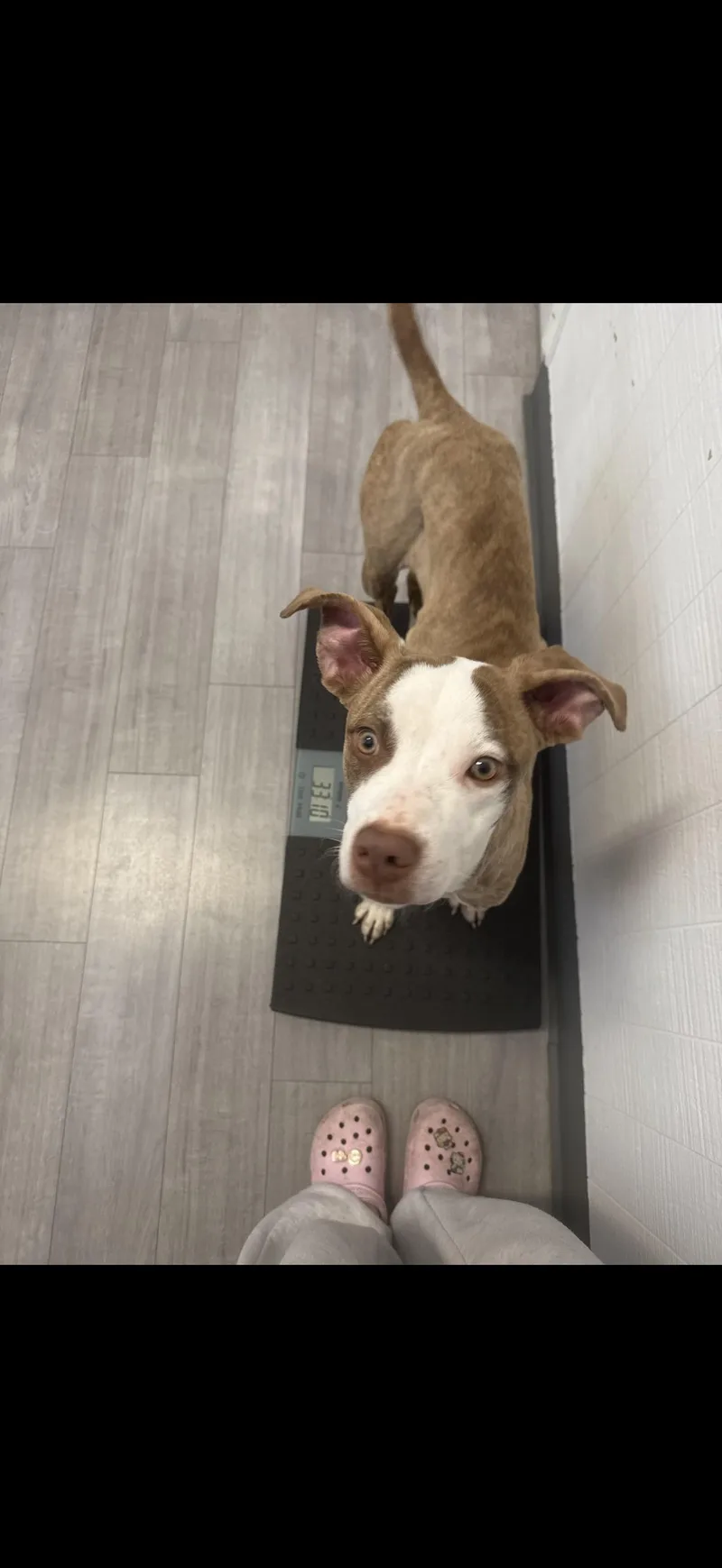 A baby medium-sized female American Staffordshire Terrier dog named Canel for adoption in Woodland, CA