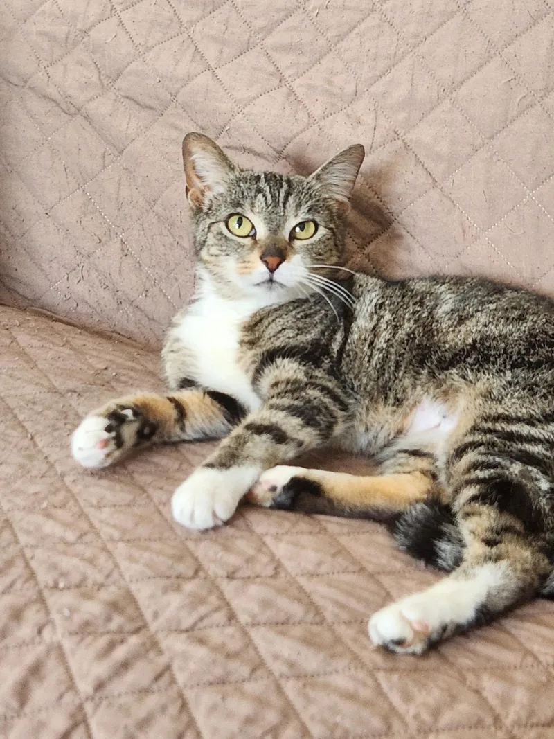 A young medium-sized female Tabby (Brown / Chocolate) Domestic Short Hair cat named Sally for adoption in Cleveland, OH