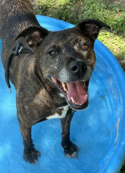 An adult medium-sized female Plott Hound dog named Bell for adoption in San Antonio, TX
