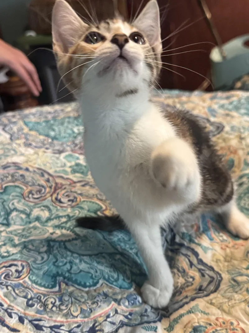 A baby medium-sized female Calico Domestic Short Hair cat named Ashley for adoption in Liverpool, TX