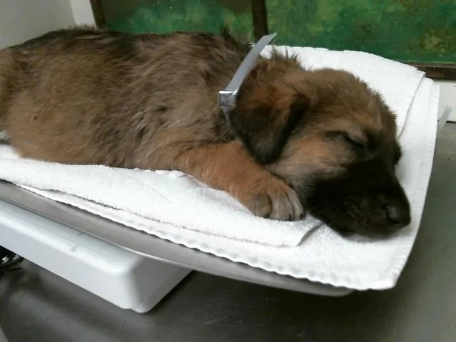A baby small-sized female German Shepherd Dog dog named Lilac for adoption in Houston, TX