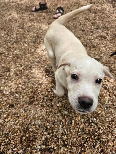 A baby large-sized male Labrador Retriever dog named Lightening for adoption in Austin, TX