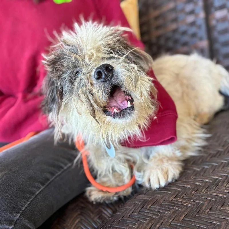 A senior small-sized male Shih Tzu dog named Boomer for adoption in Ramona, CA