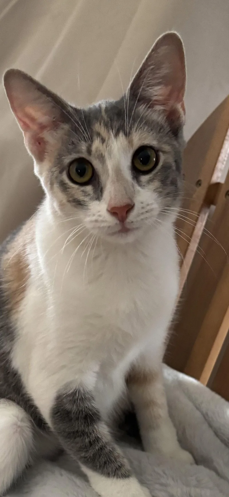 A young medium-sized female Domestic Short Hair cat named Scribbles for adoption in Phoenix, AZ