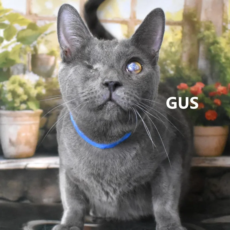 Gus thumbnail 2