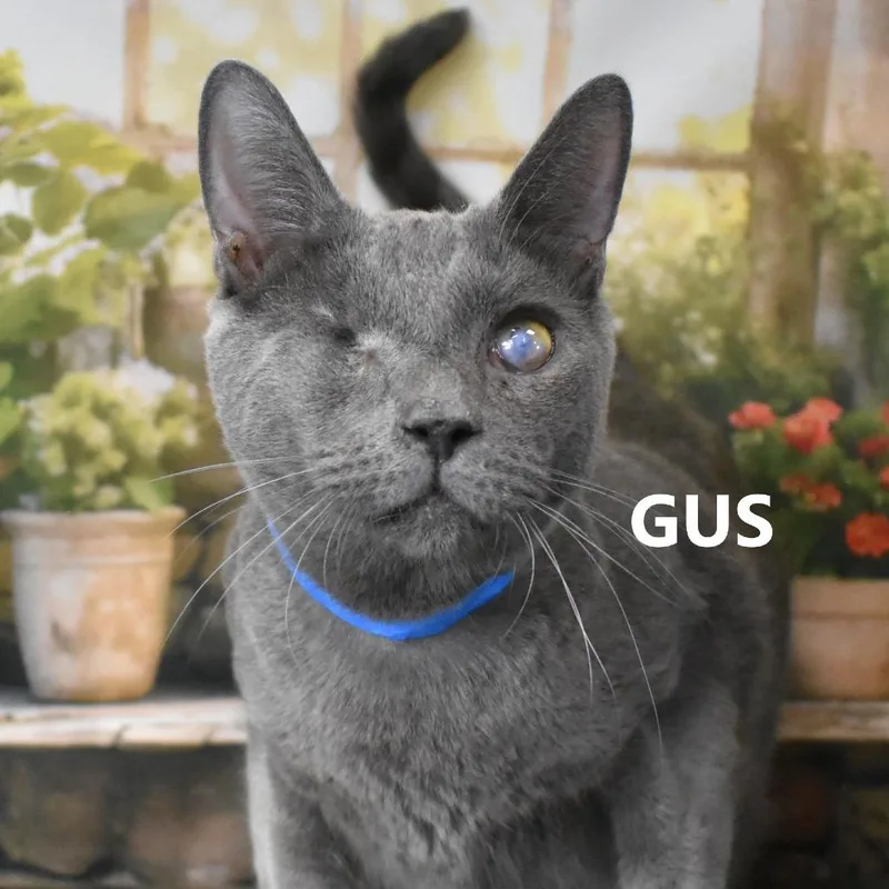 Gus thumbnail 4