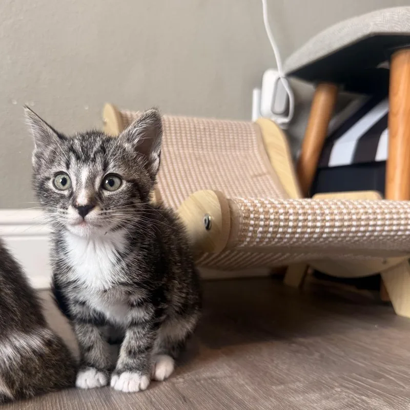 A baby small-sized female White Domestic Short Hair cat named Screech for adoption in Seminole, FL