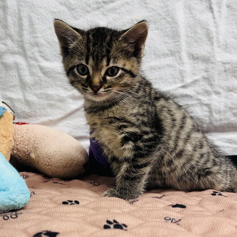 A young medium-sized female Domestic Short Hair cat named Esther for adoption in LANETT, AL