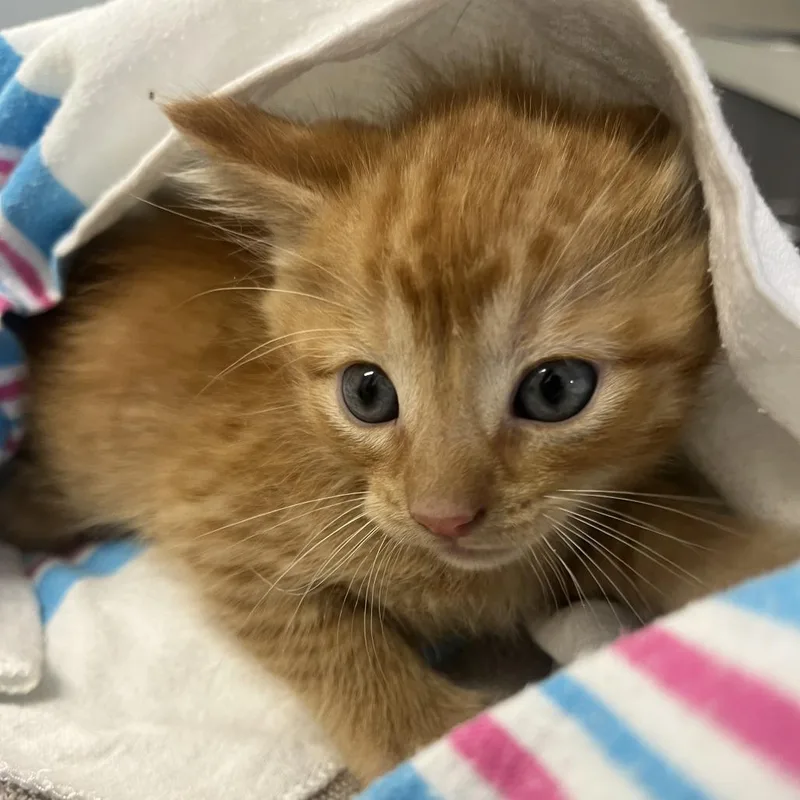 A baby small-sized male Orange / Red Domestic Short Hair cat named Nino for adoption in Oak Park, IL