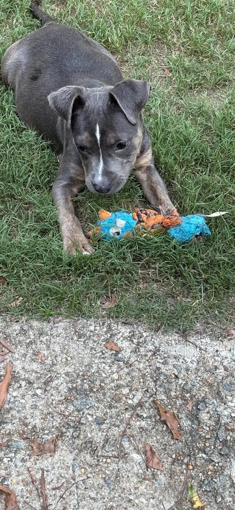 A baby medium-sized female Pit Bull Terrier dog named Cloud for adoption in Crystal Lake, IL