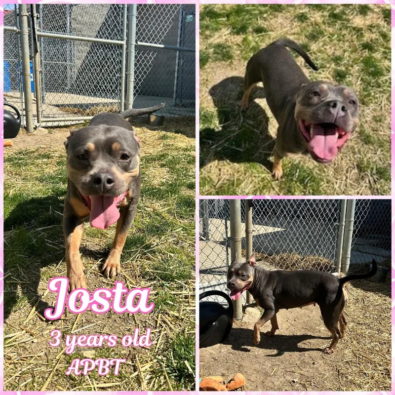 An adult medium-sized female Brown / Chocolate Pit Bull Terrier dog named Josta for adoption in Franklin, IN