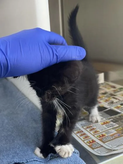 A baby small-sized female Domestic Short Hair cat named Cookie for adoption in Westland, MI