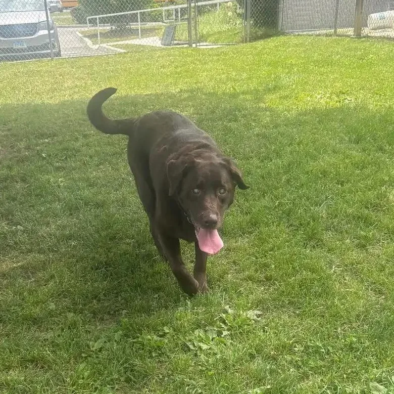 A senior medium-sized female Black Husky dog named Jazmin & Snickers for adoption in New Milford, CT