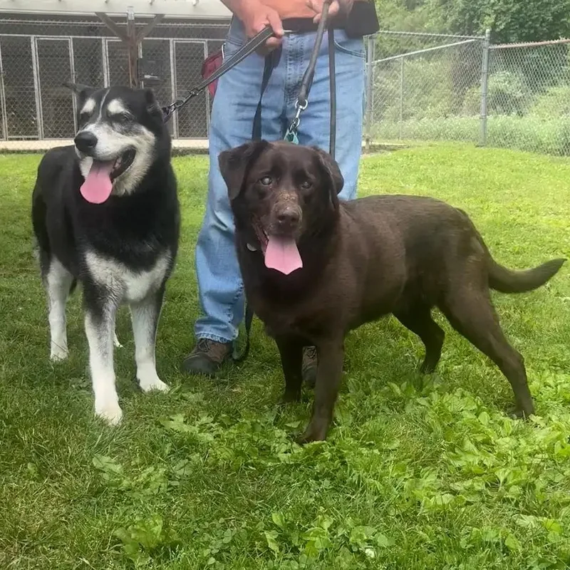 Jazmin & Snickers thumbnail 2