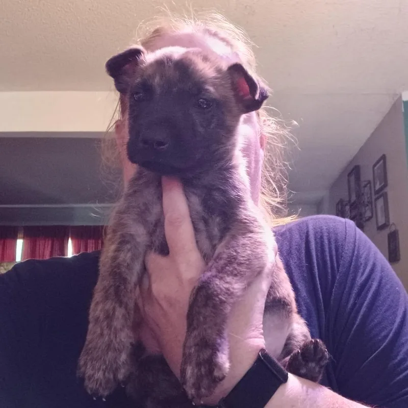 A baby small-sized male Brown / Chocolate Dutch Shepherd dog named Dad Bod Spidey D for adoption in Princeton, MN