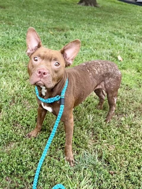 An adult medium-sized female Staffordshire Bull Terrier dog named Hallie for adoption in Olivette, MO