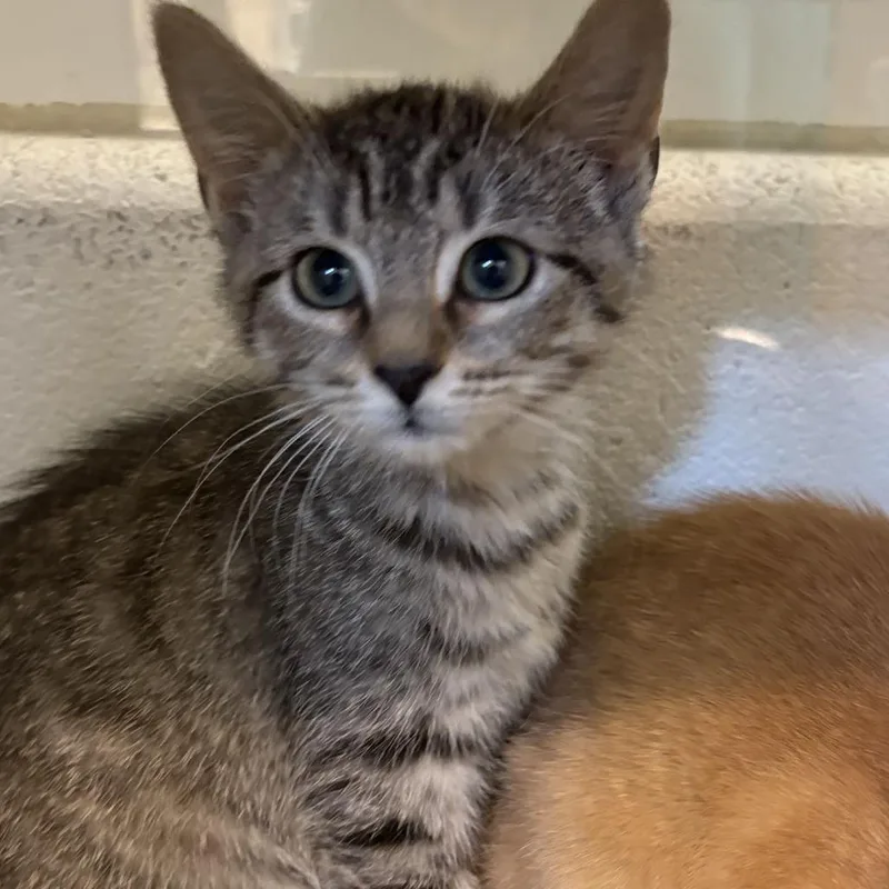 A baby small-sized female Brown / Chocolate Domestic Short Hair cat named Rev Up Them Fryers for adoption in Gloucester, VA