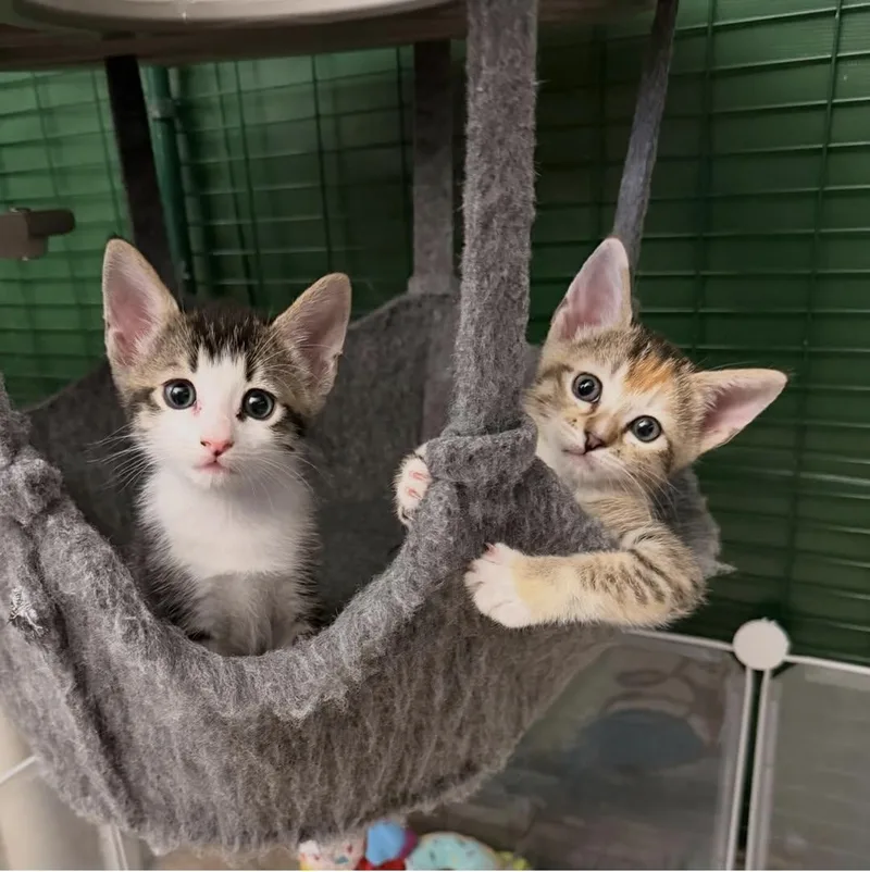 A young medium-sized male Tabby (Brown / Chocolate) Domestic Short Hair cat named Kona for adoption in Mission Viejo, CA