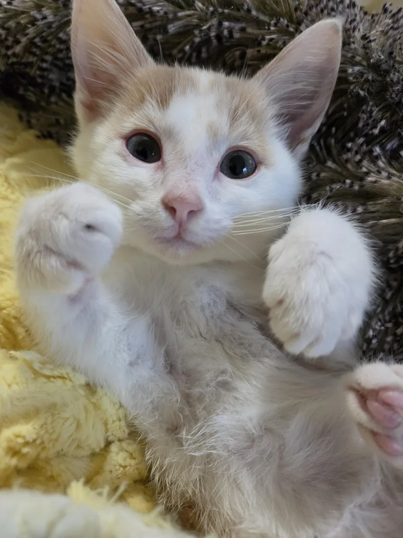 A baby medium-sized male Buff & White American Shorthair cat named Beau for adoption in Marvin, NC