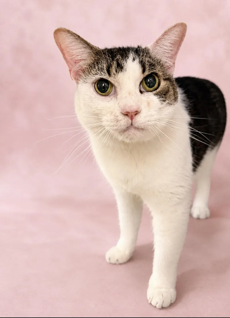 A senior large-sized male Tabby (Brown / Chocolate) Domestic Short Hair cat named Rocky & Lola for adoption in Austin, TX