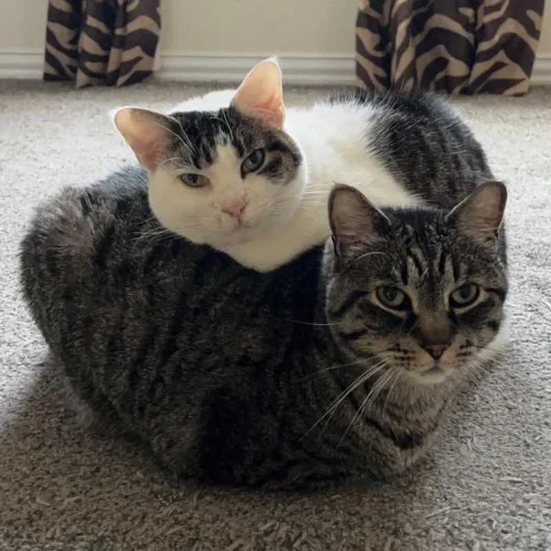Rocky & Lola thumbnail 3