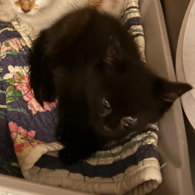 A baby small-sized male Black Domestic Short Hair cat named Garrison for adoption in Pennsville, NJ