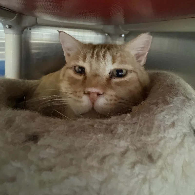 An adult extra large-sized male Orange / Red Domestic Short Hair cat named Gobi for adoption in Kanab, UT