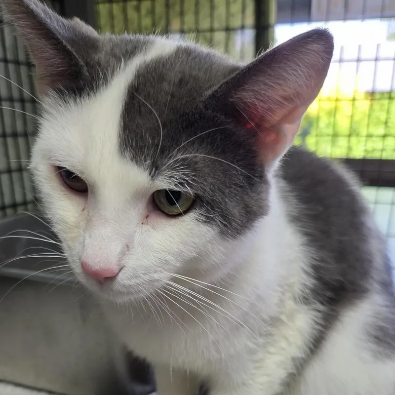 A young large-sized male Domestic Short Hair cat named Oscar for adoption in Allyn, WA