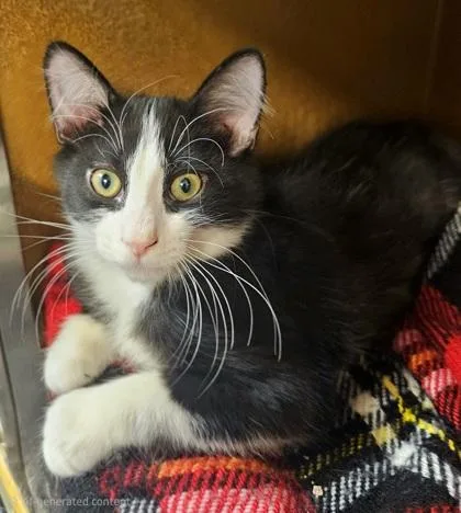 A young small-sized male Domestic Short Hair cat named Charlie for adoption in Phoenix, AZ
