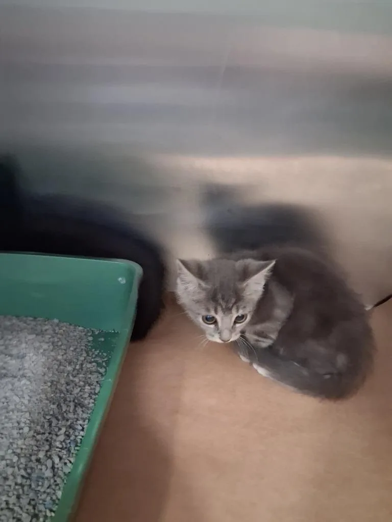 A baby small-sized female Domestic Short Hair cat named Bubble for adoption in Cartersville , GA